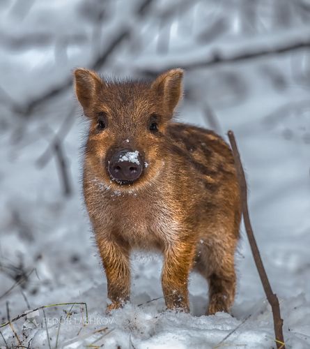 Поросята дикого кабана.