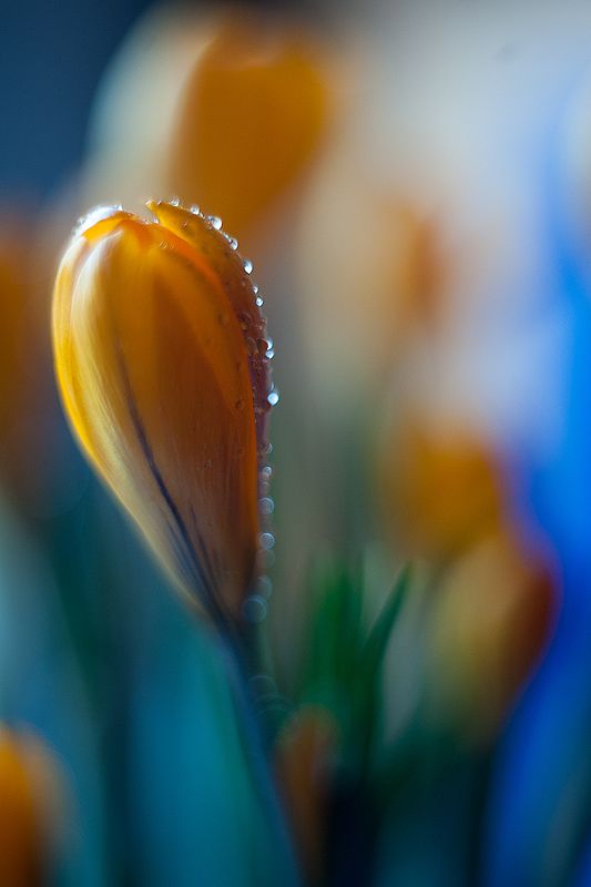spring фото превью