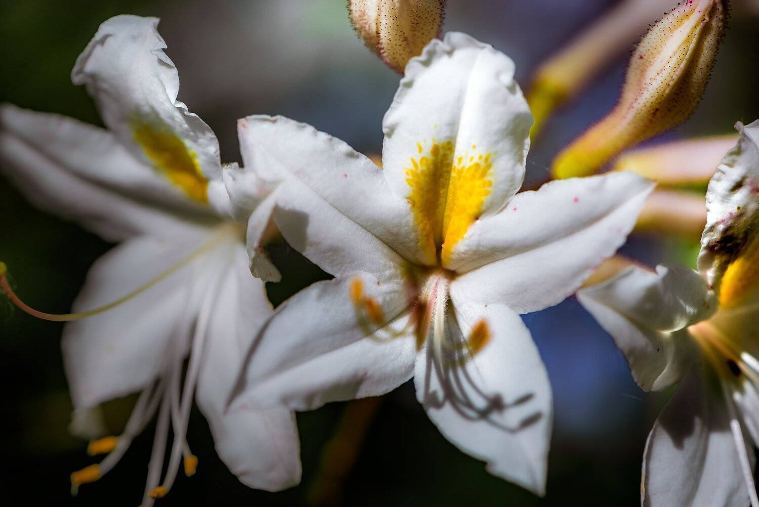 природа, макро, цветы, азалия листопадная, Неля Рачкова
