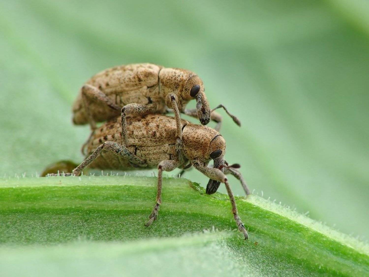 macro insects, Pawel Bieniewski