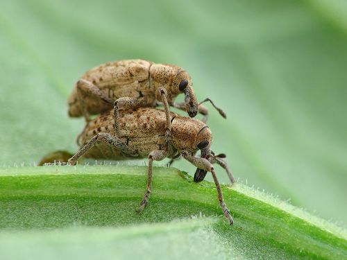 Bugs