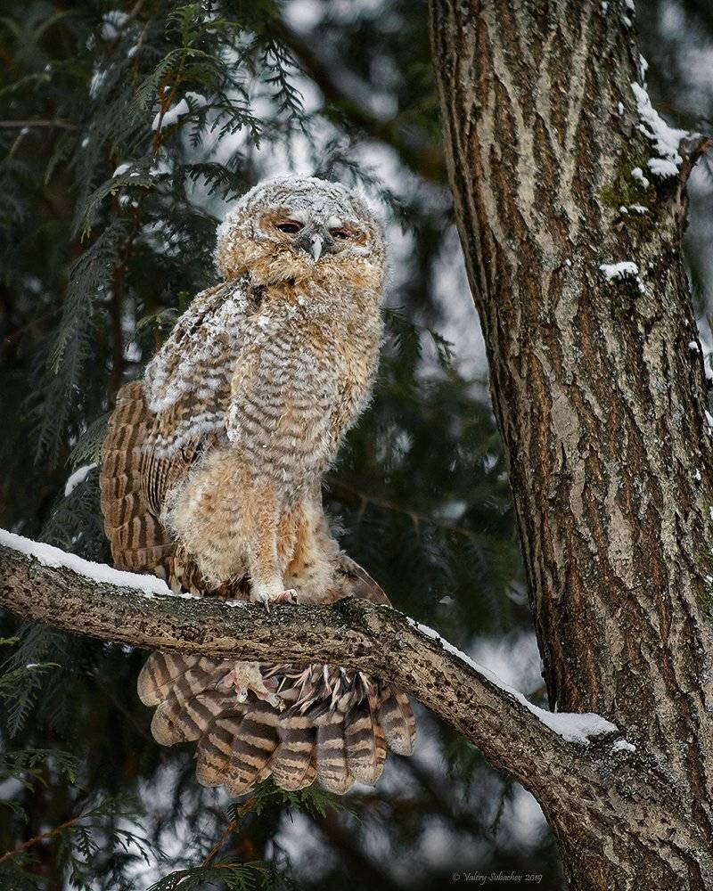 , Валерий Субачев
