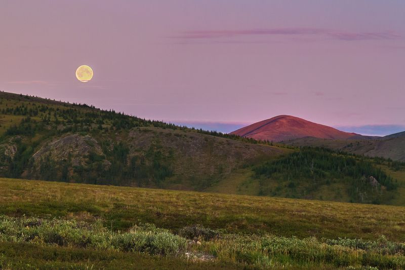 Чукотская лесотундра фото превью