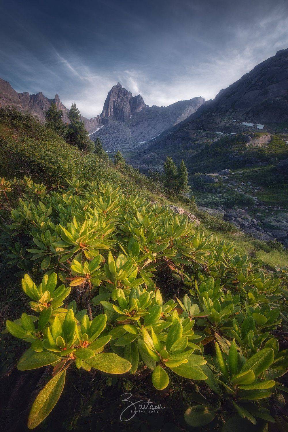 горы, ергаки, рододендрон, вечер, облака, скала, лето, Женя Зайцев