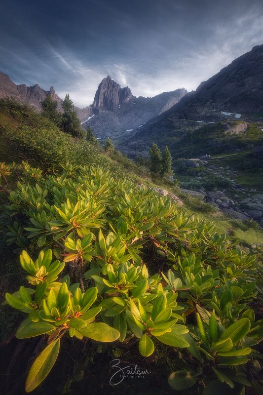 горы, ергаки, рододендрон, вечер, облака, скала, лето Скала Птица перед закатом. фото превью