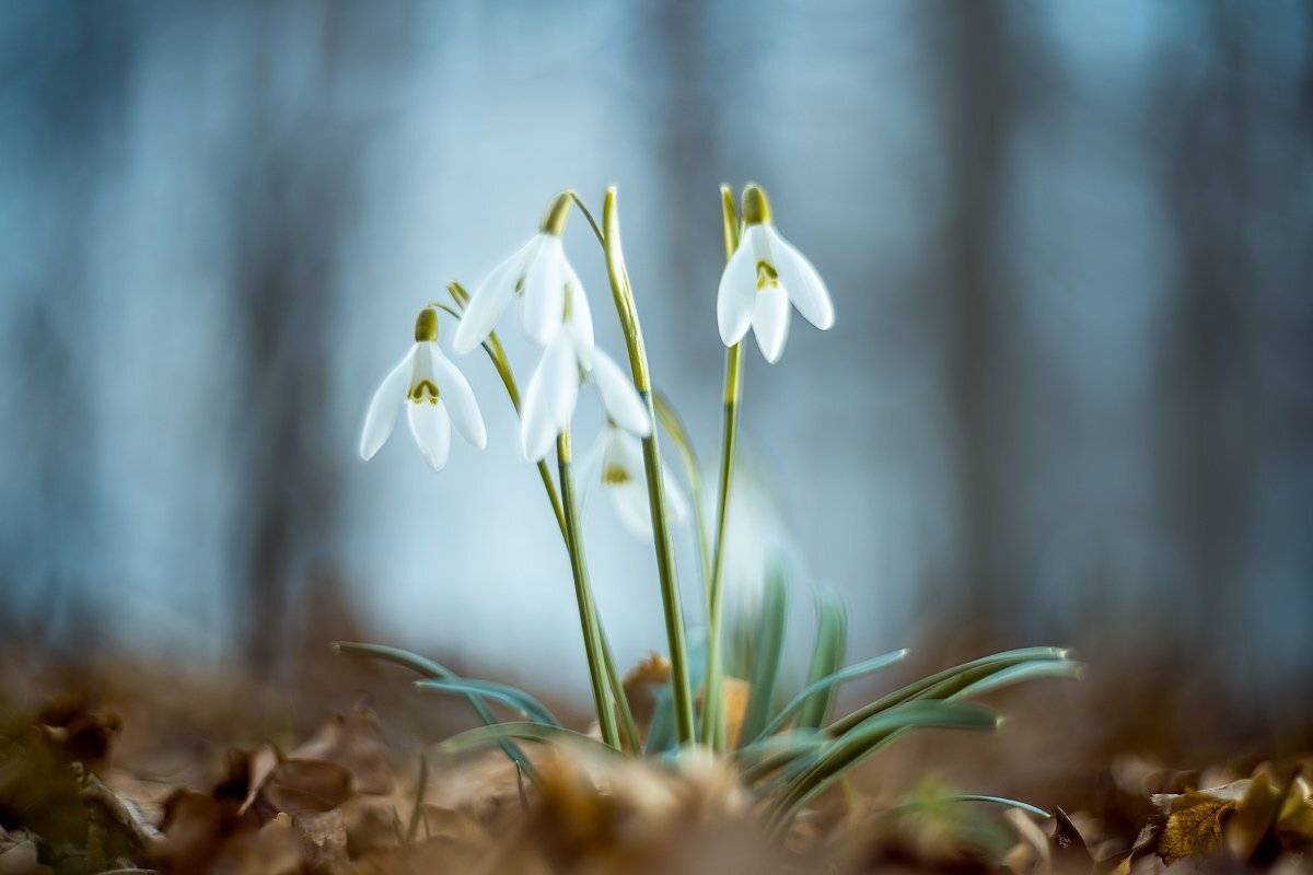 Common snowdrop, flowers, Galanthus nivalis, Wojciech Grzanka