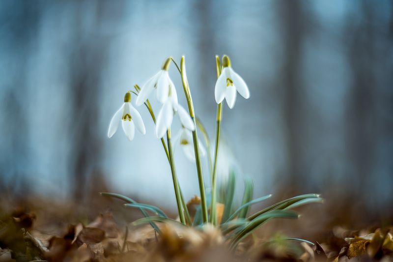 Common snowdrop, flowers, Galanthus nivalis Snowdrops фото превью