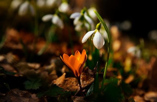 Love story о подснежниках. (Галантусы и крокусы)