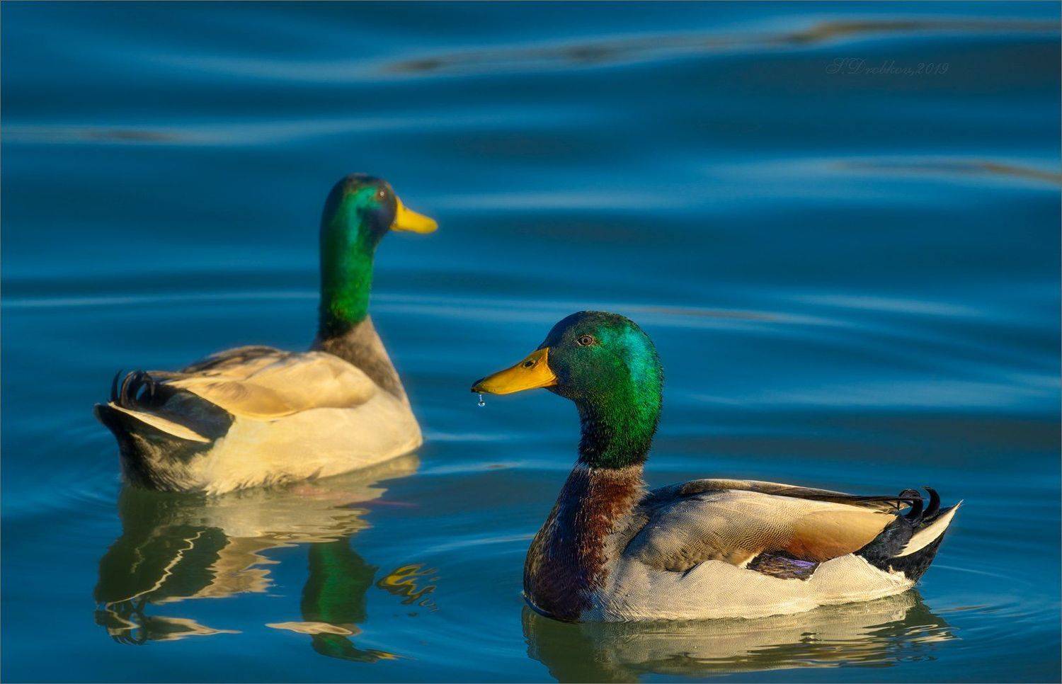 утки, птицы, фауна, животные, вода, Sergey Drobkov