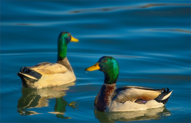 утки, птицы, фауна, животные, вода Весенние воды фото превью