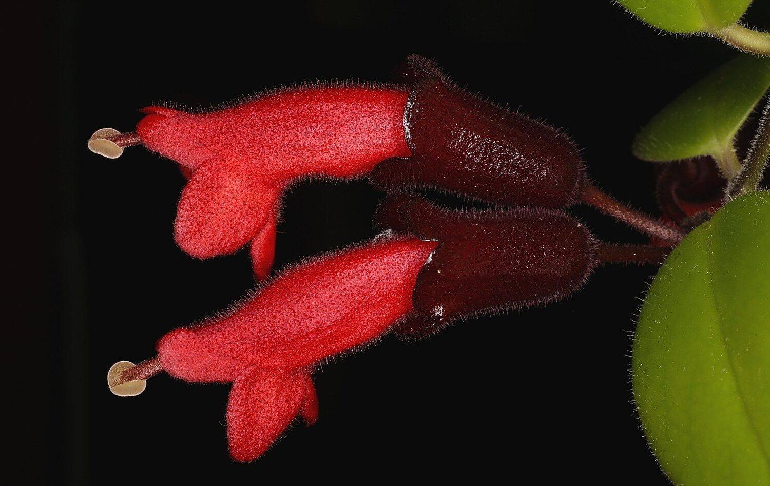 aeshynantus эсхинантус, Александр Зорин