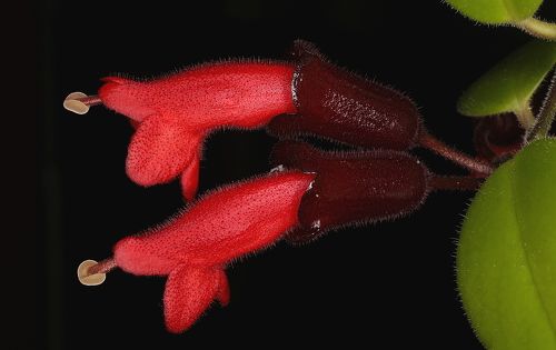 Aeschynantus