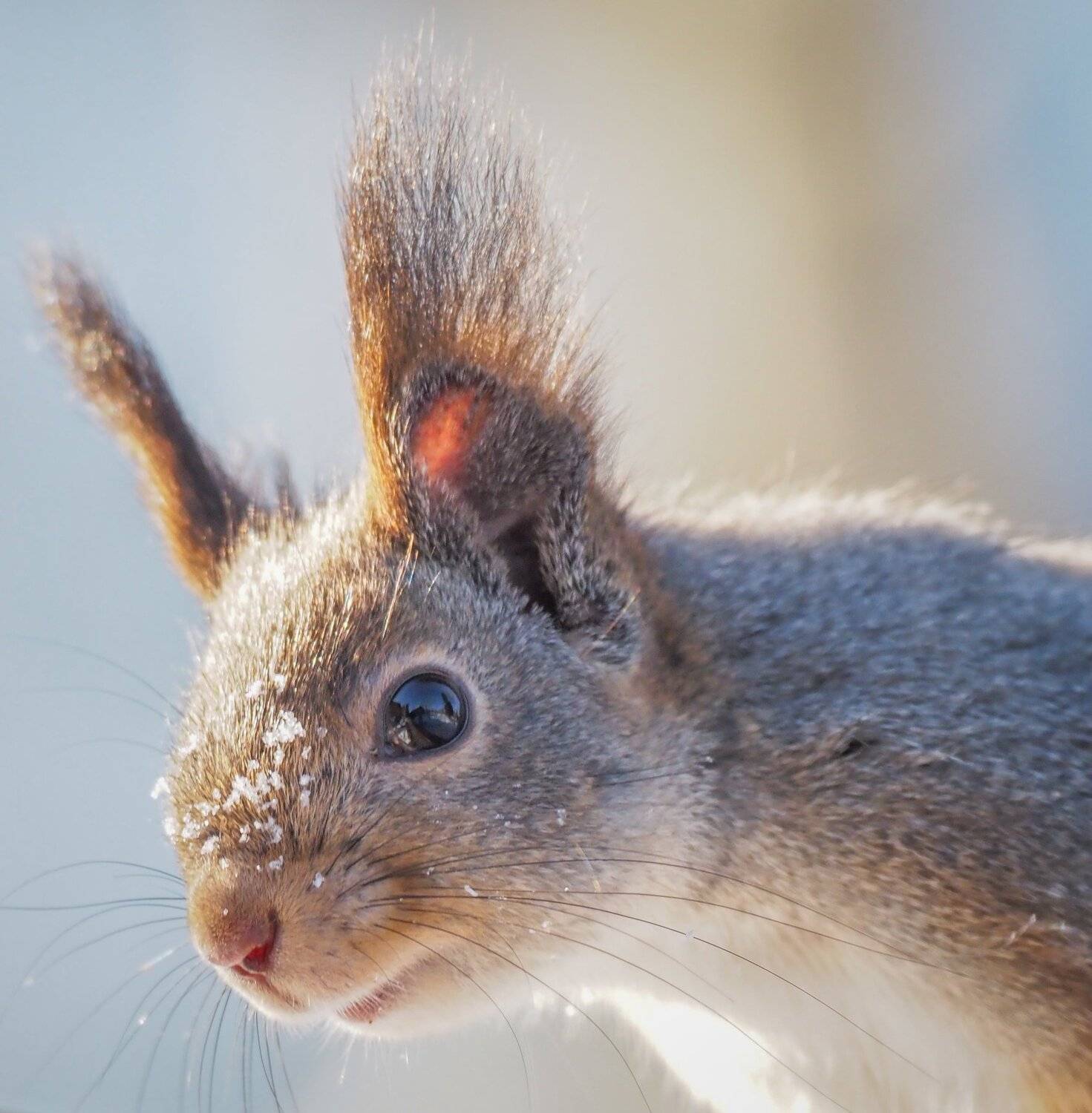 , Курлянцев Алексей
