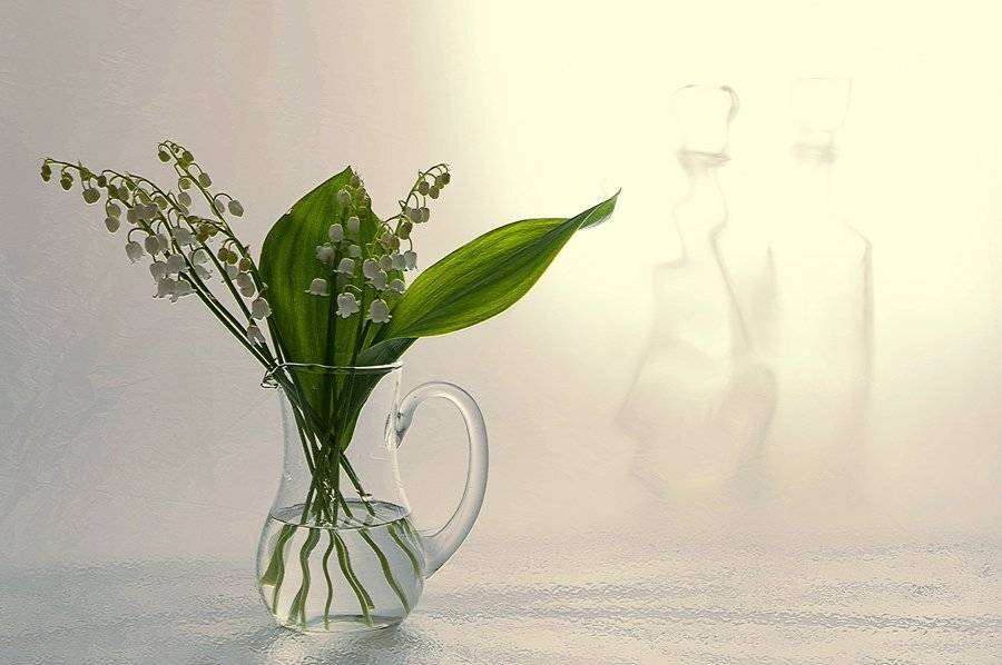 , Анжелика Королева
