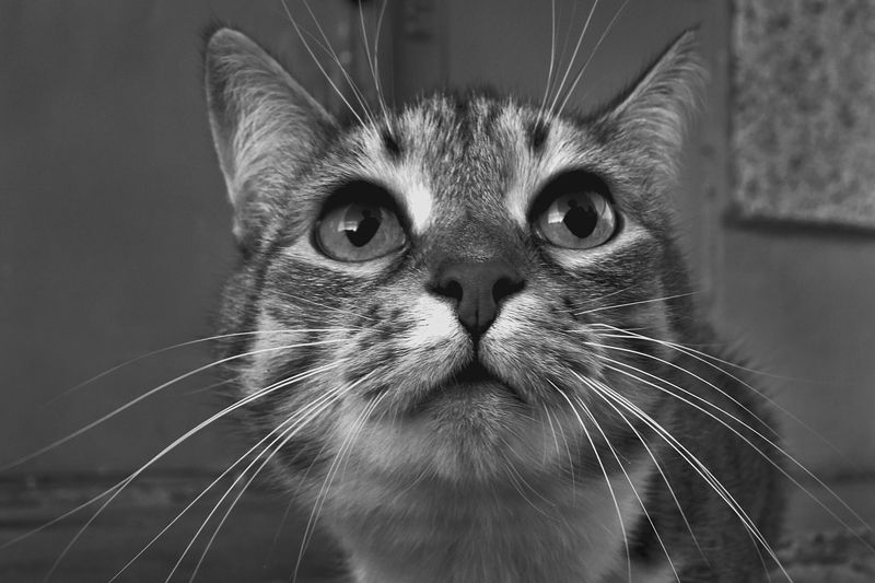 А ты кто такой ? . 2012 фото превью