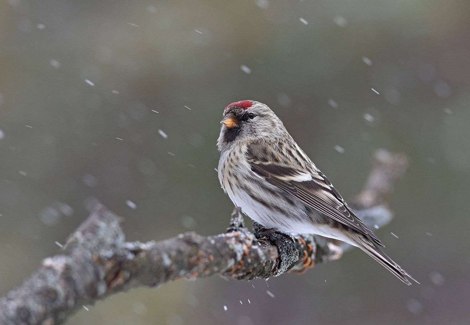 чечётка,самка,метель,бор, Иван