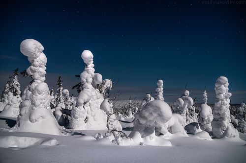 Тихая лунная ночь