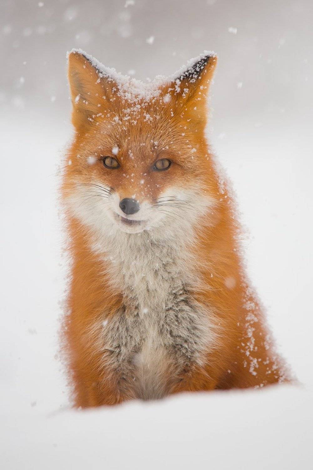 камчатка, лиса, зима, животные, природа, путешествие, фототур,, Денис Будьков