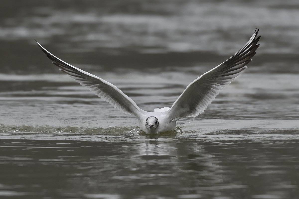 птицы birds slovakia, Jaroslav Mego