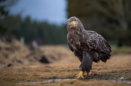 White taled Eagle