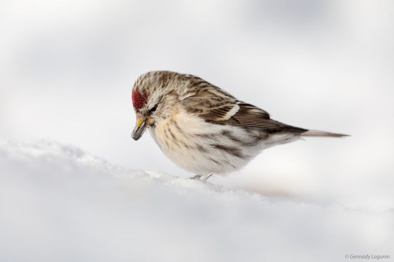 чечетка, redpoll Семечка фото превью