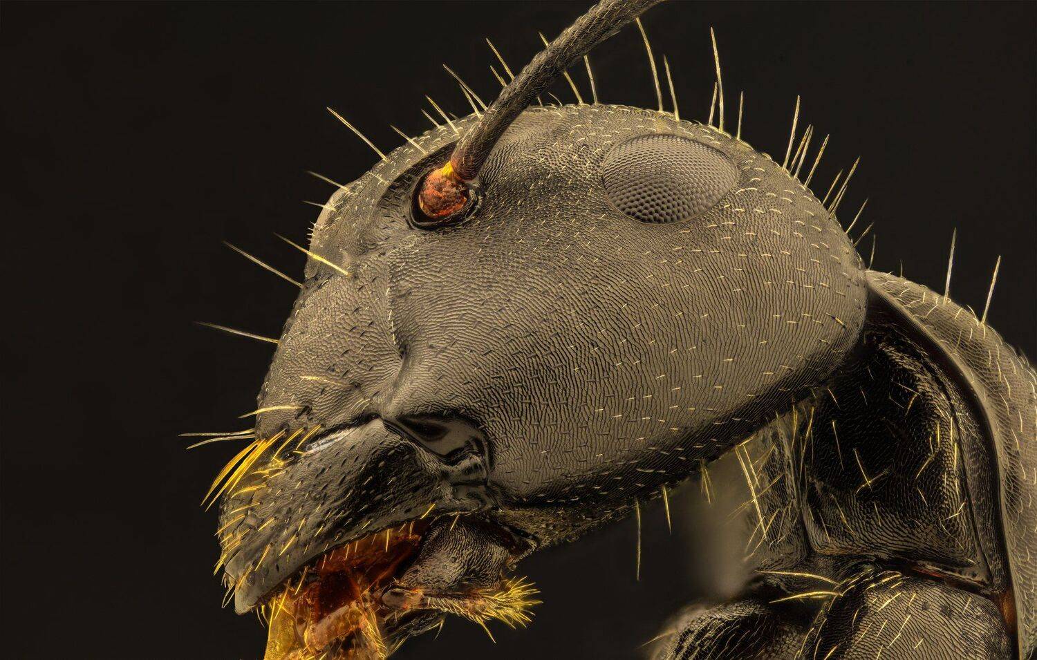 ceclii, macro, extrememacro, nikon d3400, semiplan 6.3, Tsvetan Ganev