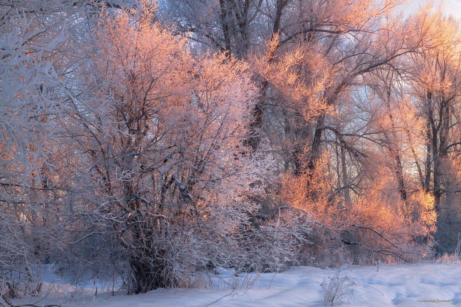 зима, иней, снег, лес, тополь, мороз, вечер, закат, Смольский Евгений