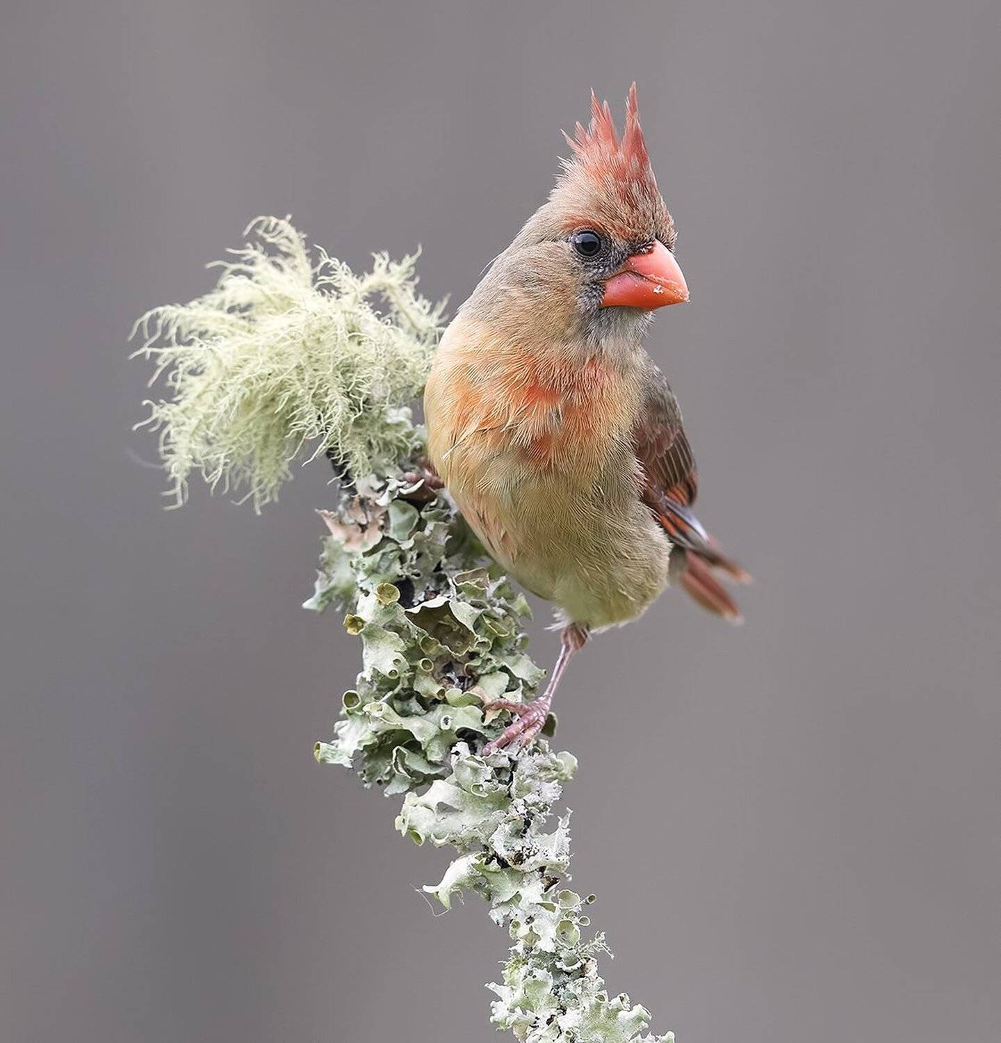 красный кардинал, northern cardinal, cardinal,кардинал, Elizabeth Etkind