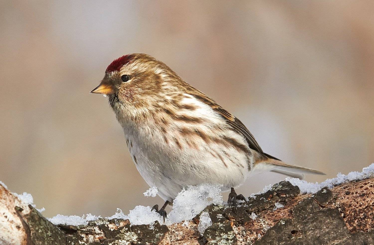 , Николай Алехин