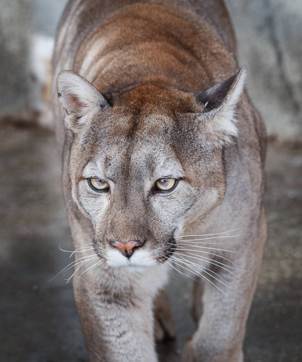 , Олег Богданов