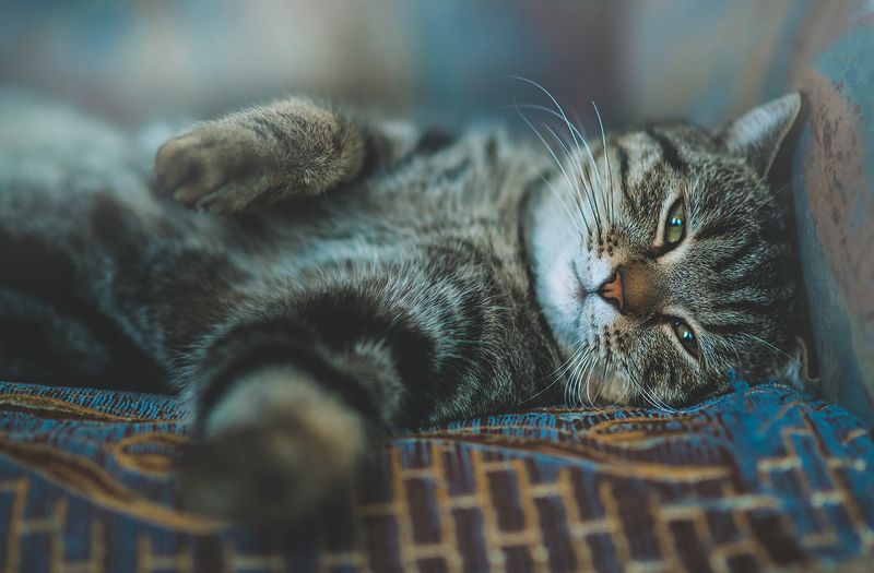 Шустрик фото превью