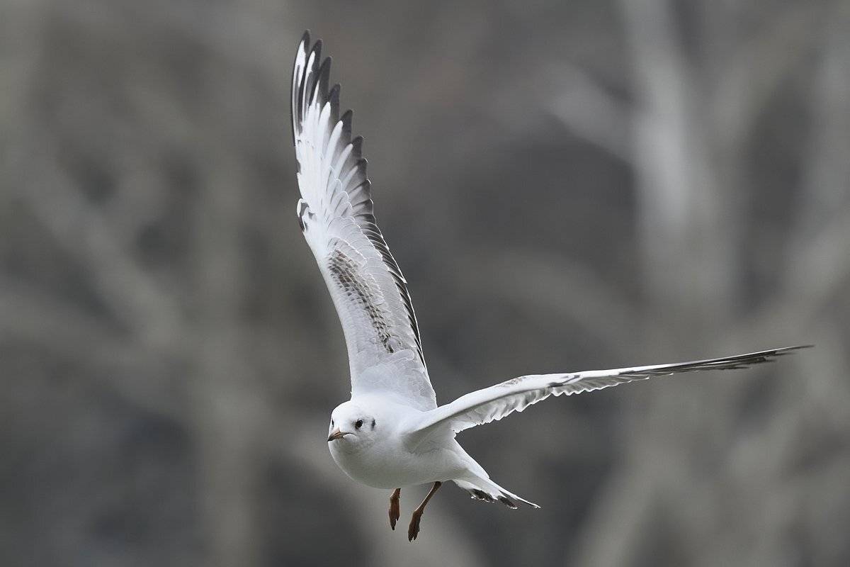 птицы birds slovakia, Jaroslav Mego