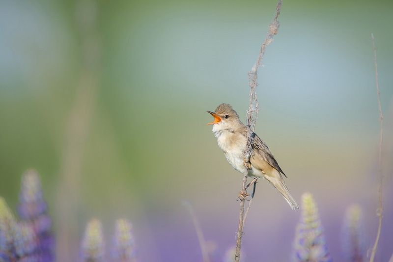 Солист фото превью