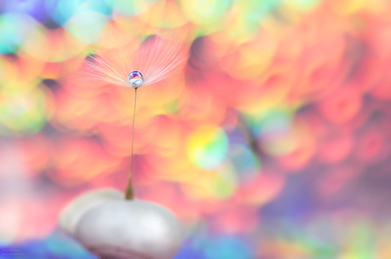 макро,боке, радуга, капли, пушинка, macro, bokeh, rainbow, drops, fuzz *** фото превью