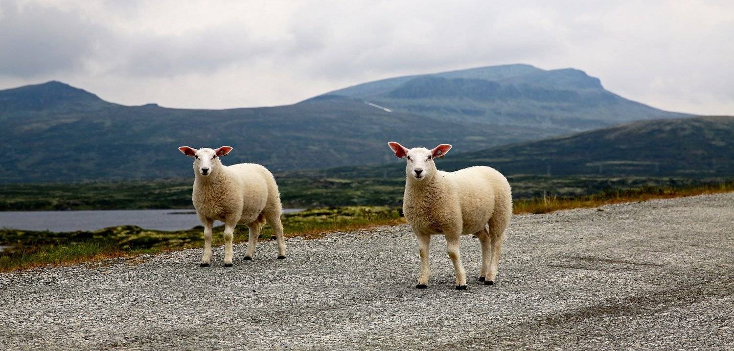 животные, норвегия, Александр Цабель