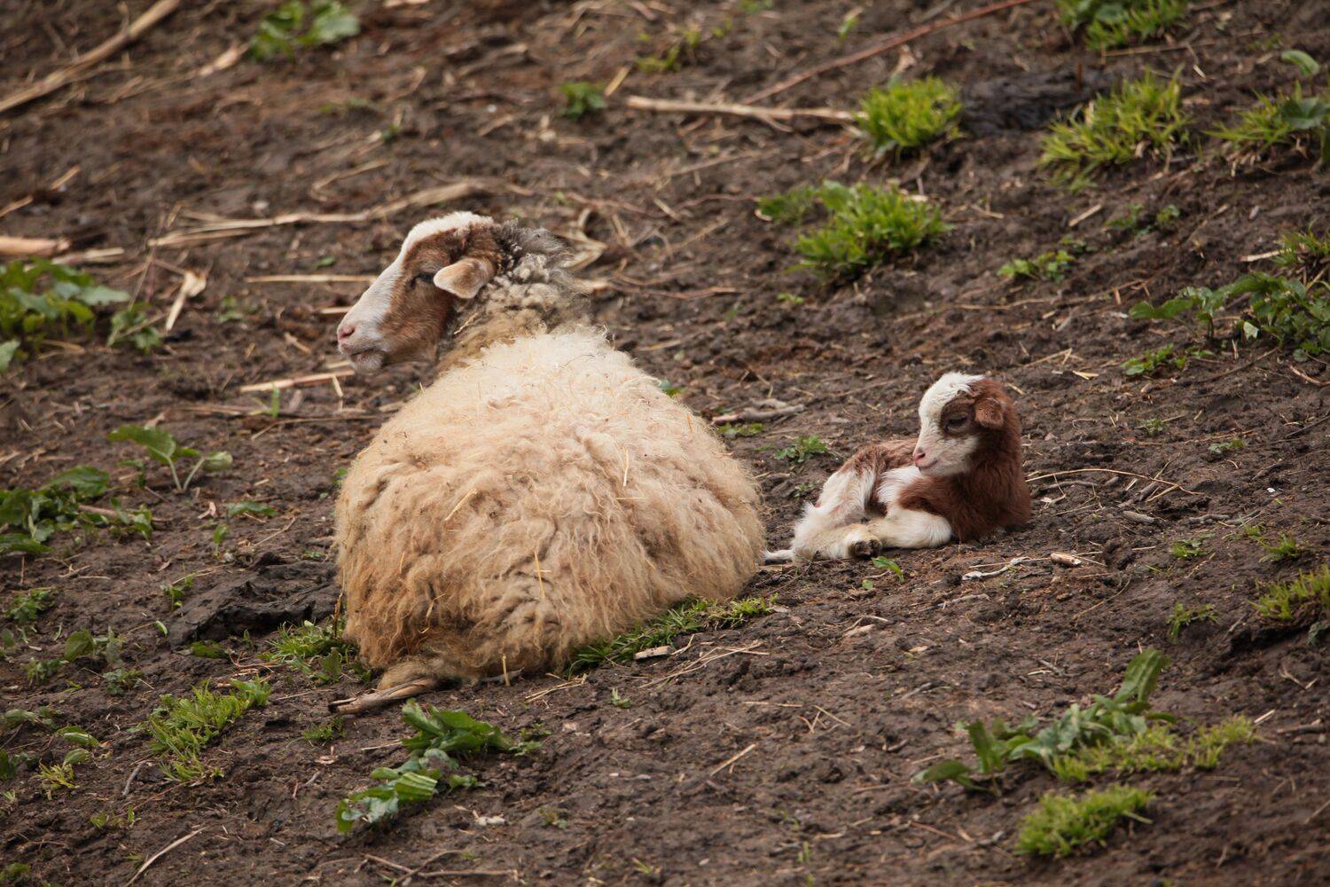 овечка,ягнёнок,домашние животные.., Marat Magov