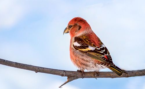 Белокрылый клёст