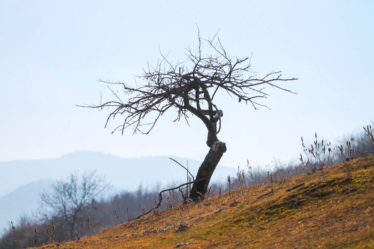 дерево.природа,горы, Marat Magov