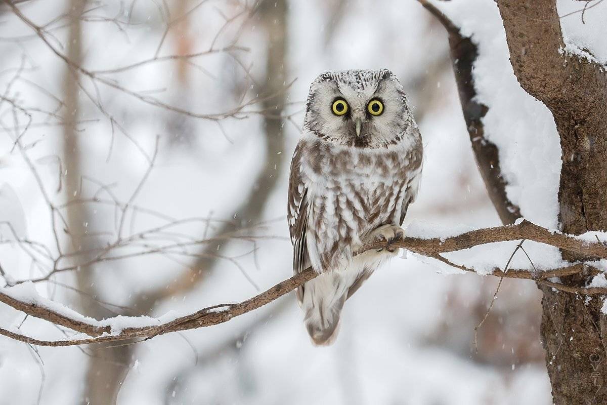 мохноногий сыч, сова, зима, Байбекова Светлана