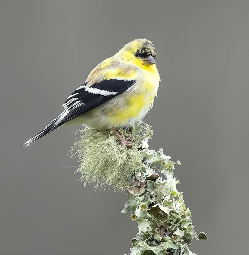 American Goldfinch - Американский чиж