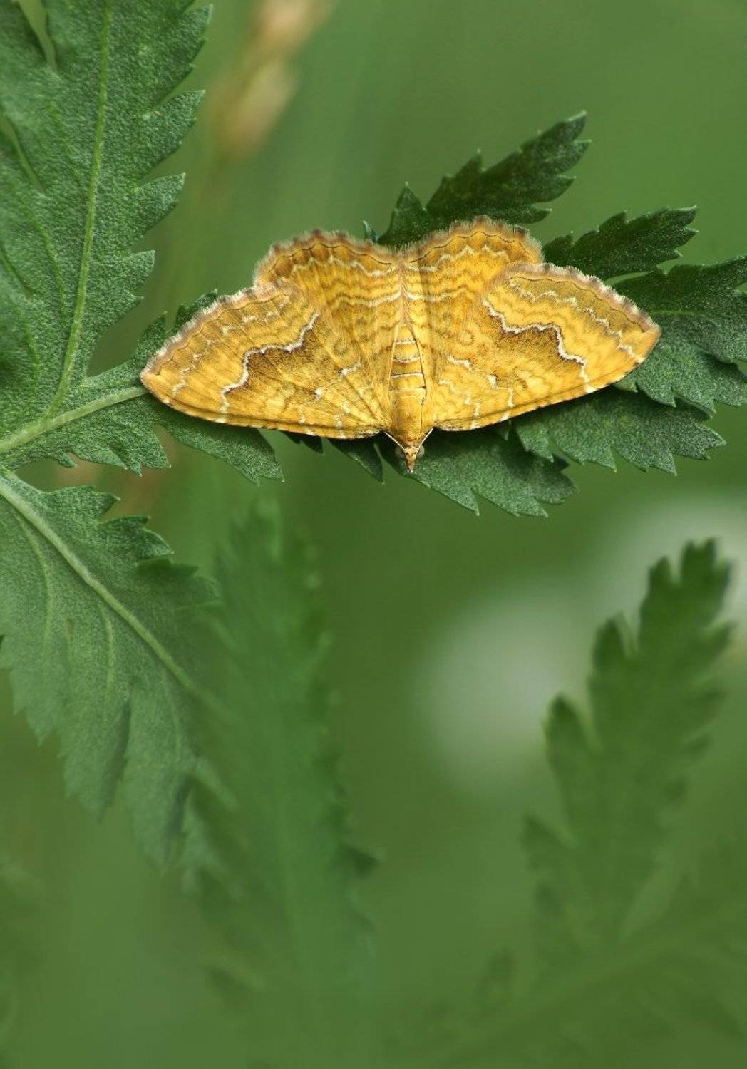 Пяденица Ларенция охряно-жёлтая., Чепленко Алексей
