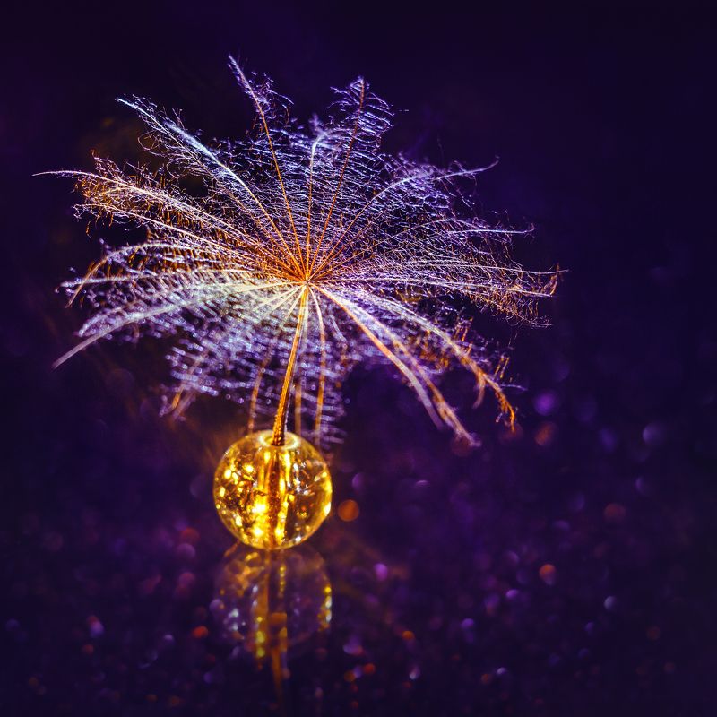 moment, момент, beautiful, красивый,  macro, макро,  bokeh, боке, magical, волшебное, manual lens, мануальная оптика, юпитер-37а, magic, волшебство,  parachute, парашютик, salsify, козлобородник,  fairy, волшебная, tale, сказка, mystery, тайна, В холодном сумраке зимы частичка лучистого лета… фото превью