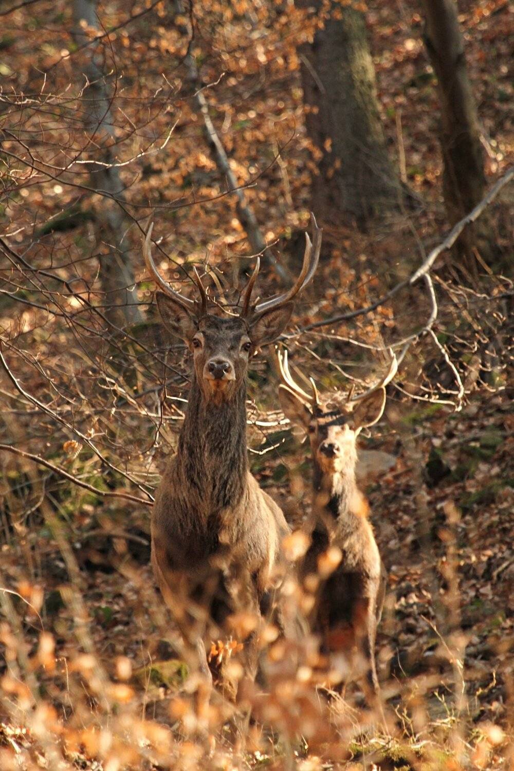 , Krzysztof Tomasiak