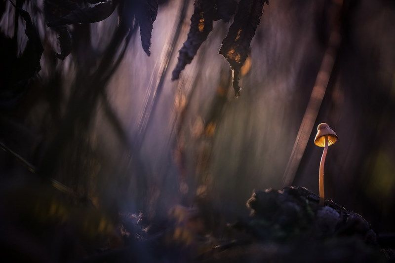 В заповедных и дремучих страшных Муромских лесах... фото превью