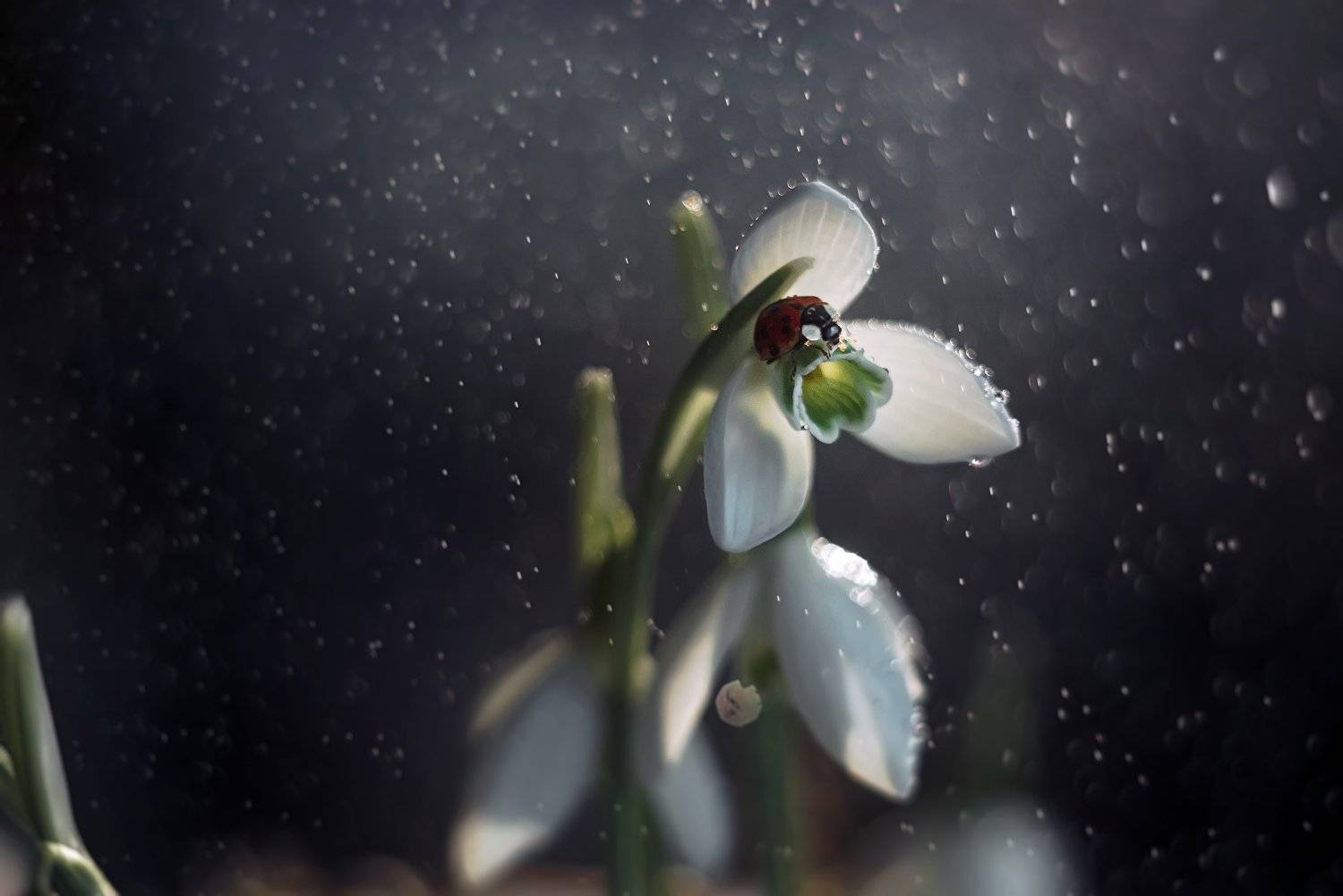 макро, божья коровка, подснежник, весна, Тарасова Ольга
