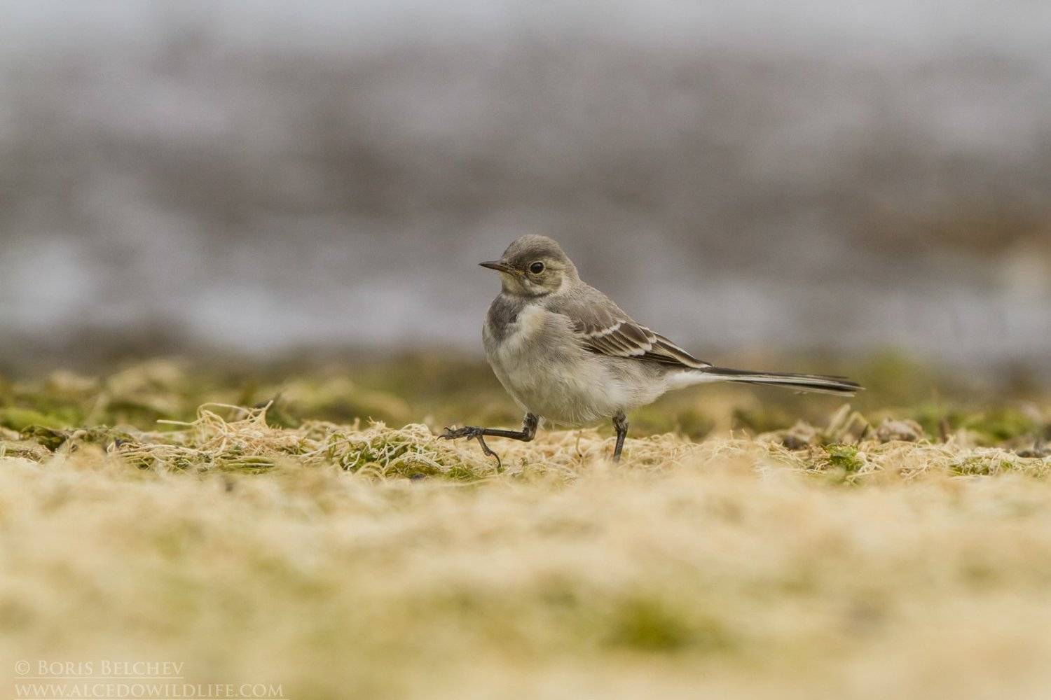 , Борис Белчев
