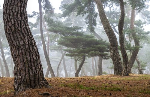Tale of a pine forest