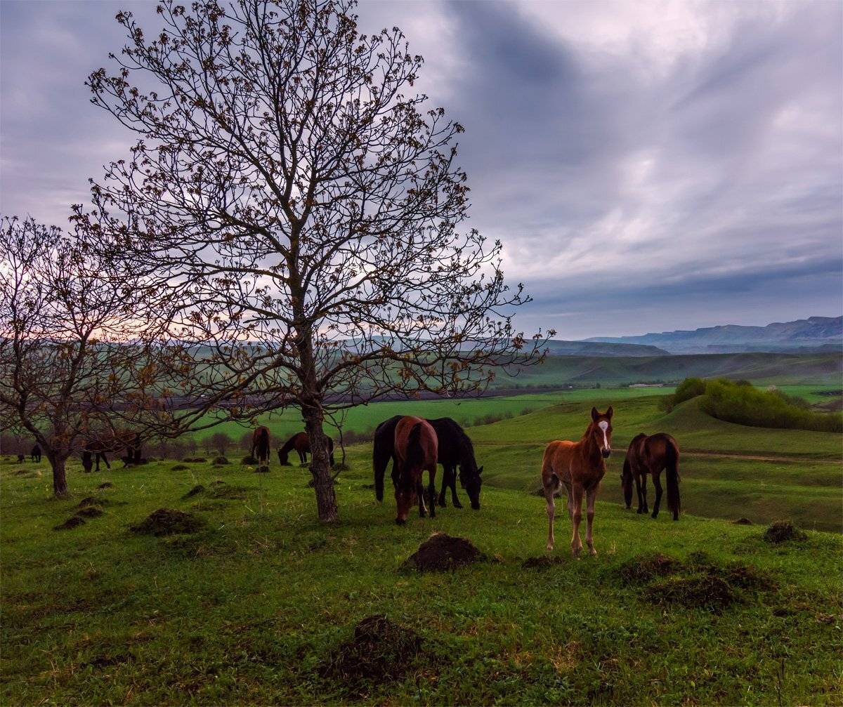природа, пейзаж, горы, кавказ, природа россии, дикая природа, закат, свет, облака, вечер, весна, животные, лошади, Альберт Беляев