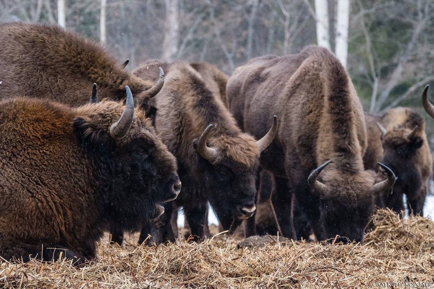 зубр, зубры, животные, лес, зима, природа, калужская область, россия, заповедник, bison, animals, forest, winter, nature, kaluga region, russia, nature reserve, Алексей Королёв
