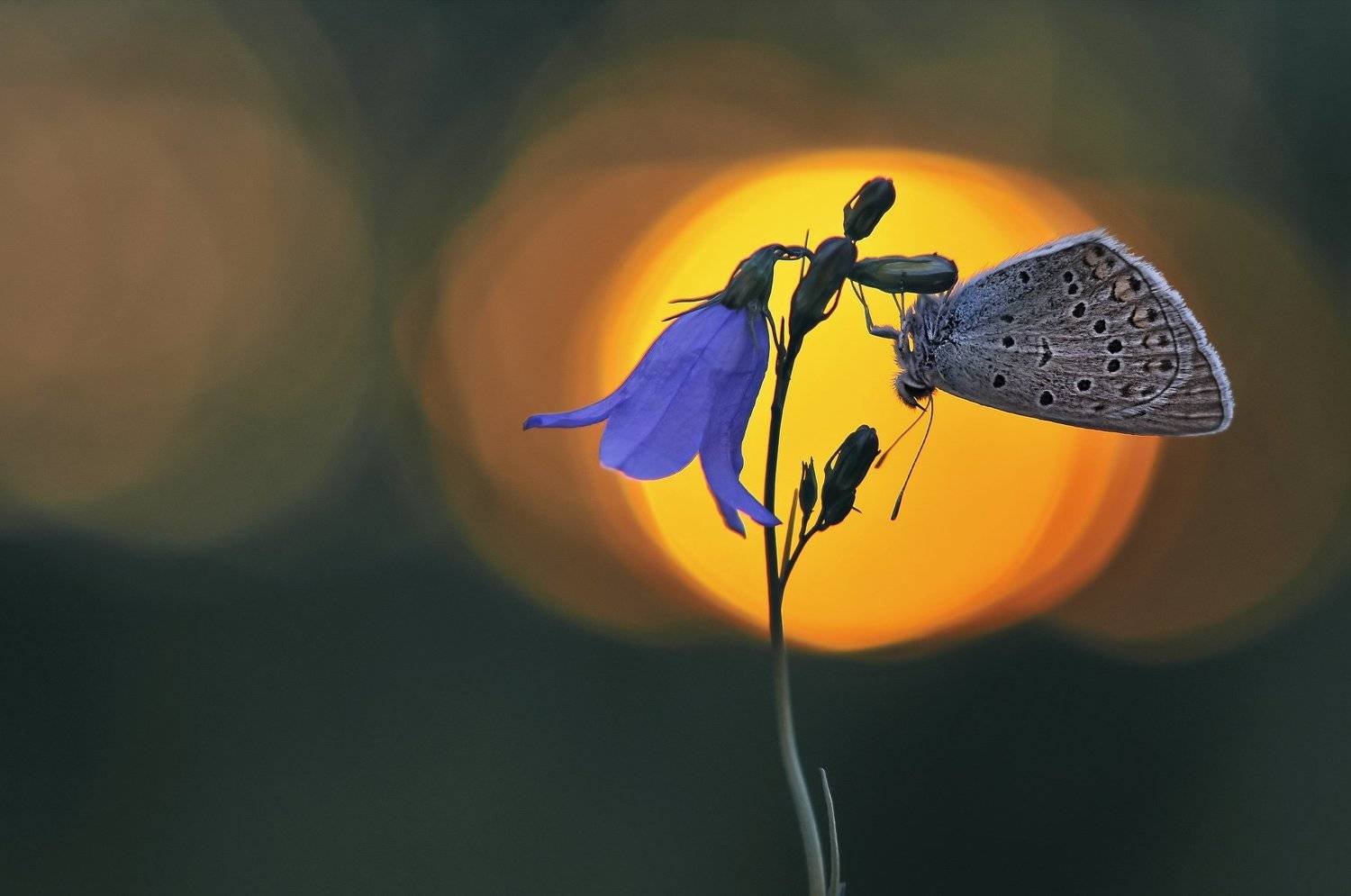 закат, бабочка, лето, природа, макро, Александр Гвоздь